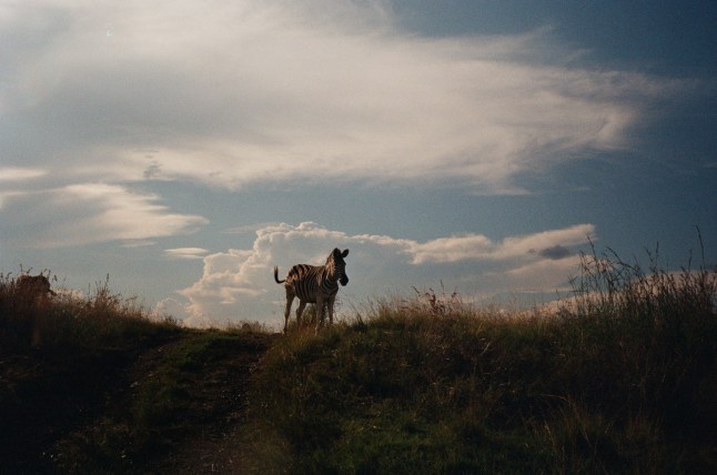 Zebra perched on top of hill at Nambiti Private Game Reserve