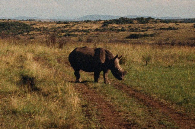 De-horned rhino at Nambiti Private Game Reserve