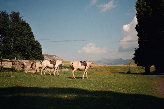 Horses at Golden Gate Highlands National Park