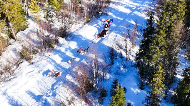 A huskie sled drives along a snowy landscape with trees flanking the sled. A rainbow Pride flag is being flown from the back of it.