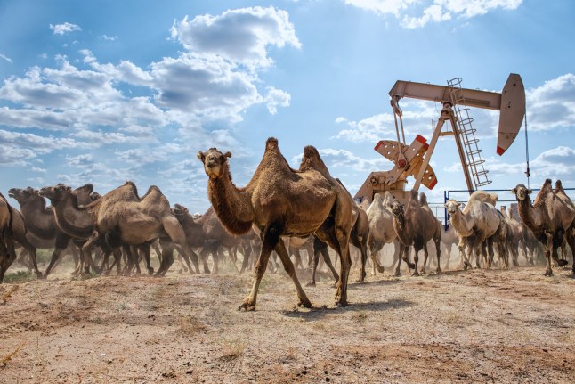Camels and oil pump jack