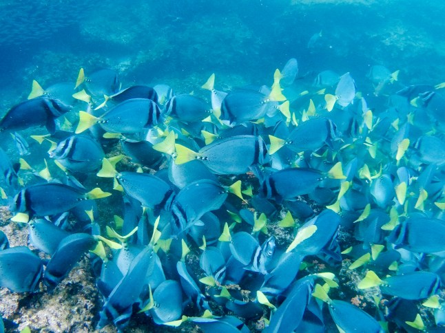 Rabida island unterwater, Galapagos Islands