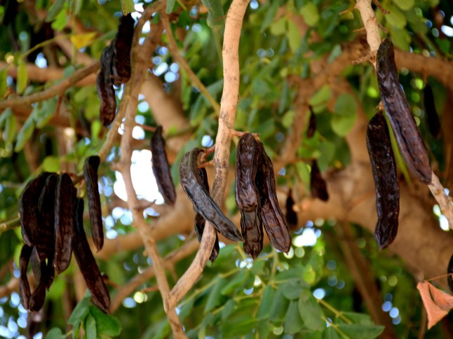 Carob tree with ripe carobs