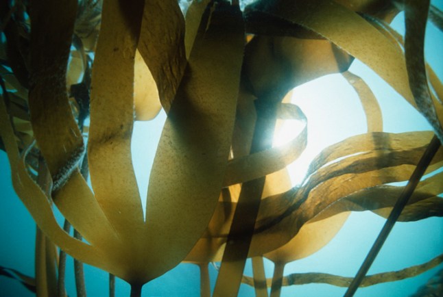 Devil's apron kelp (Laminaria digitata) (Digital Enhancement)
