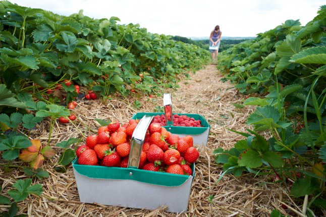 Strawberry picking
