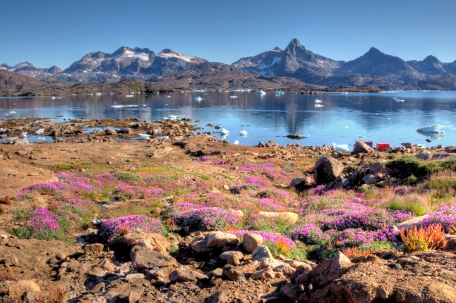 Summer view of Kulusuk and Tasiilaq with rocky mountains, green moss, floating ice